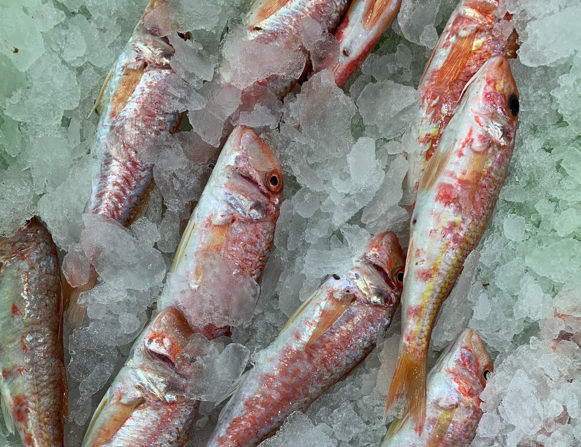 Poisson dans la glace Poisson dans la glace